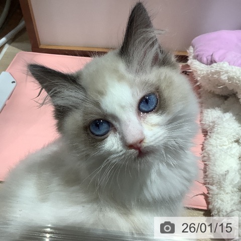 大阪府のラグドール (ペットプラス 鶴見店/2025年11月9日生まれ/女の子/シールポイントバイカラー)の子猫の4枚目の画像