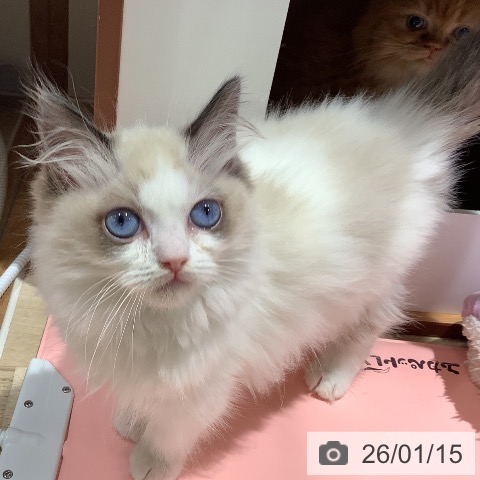 大阪府のラグドール (ペットプラス 鶴見店/2025年11月9日生まれ/女の子/シールポイントバイカラー)の子猫の3枚目の画像