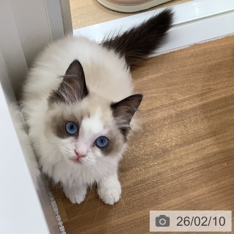 ラグドールの写真