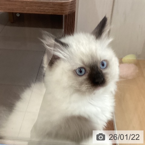 ラグドールの写真