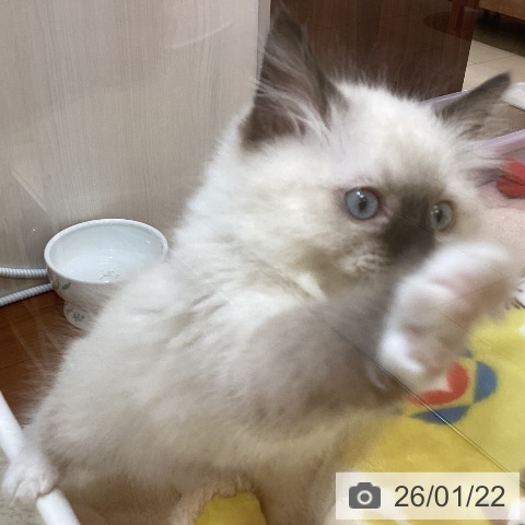 ラグドールの写真