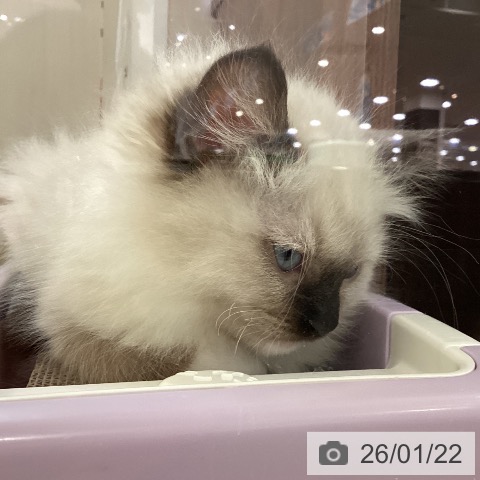 ラグドールの写真