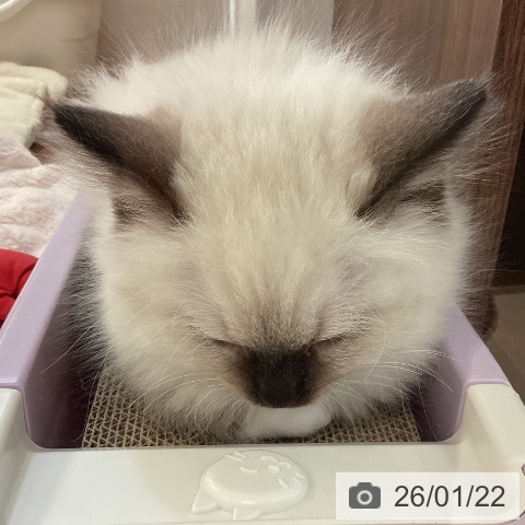 ラグドールの写真