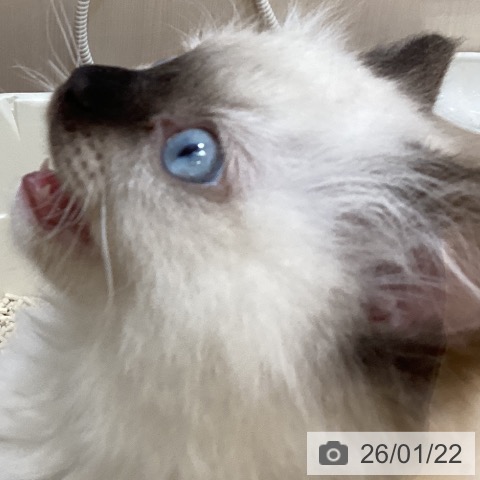 ラグドールの写真