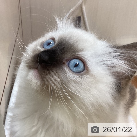 ラグドールの写真