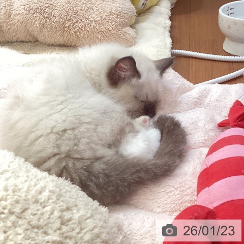 ラグドールの写真