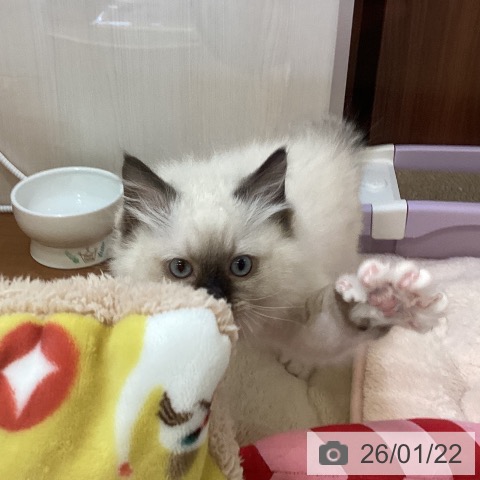 ラグドールの写真