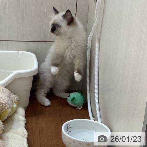 ラグドールの写真