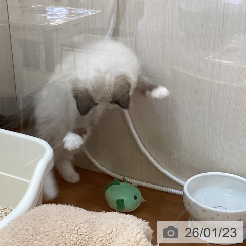 ラグドールの写真