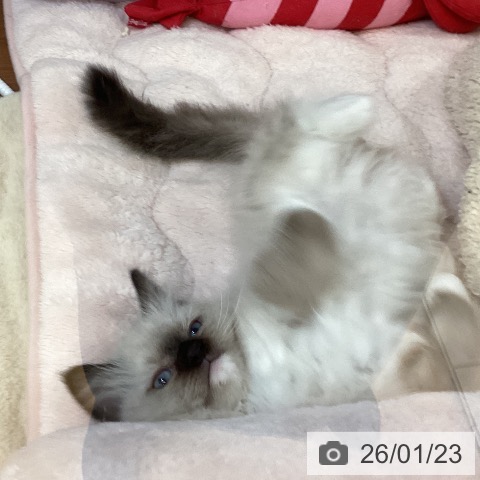 ラグドールの写真