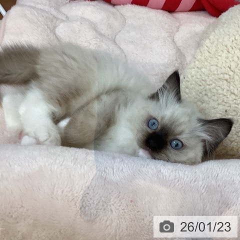 ラグドールの写真