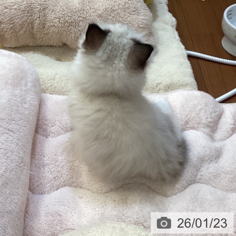 ラグドールの写真