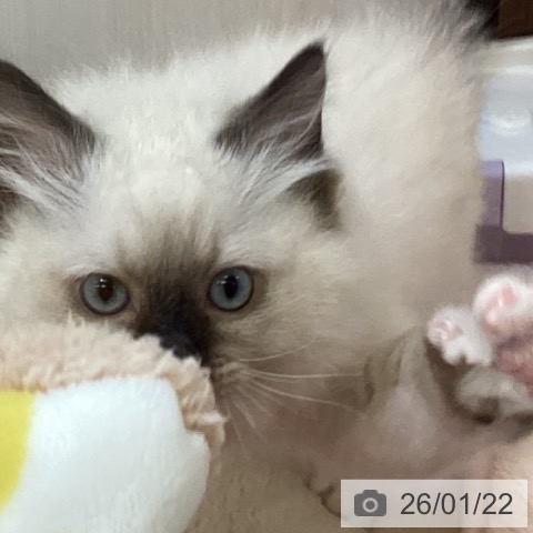 ラグドールの写真