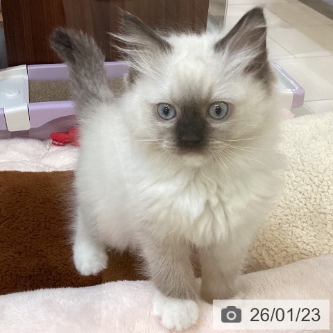 ラグドールの写真