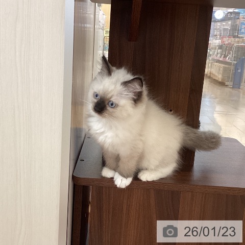 ラグドールの写真