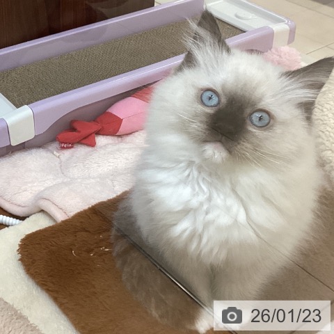 ラグドールの写真