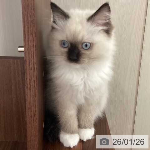 ラグドールの写真