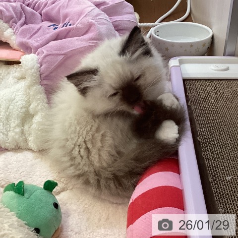 ラグドールの写真