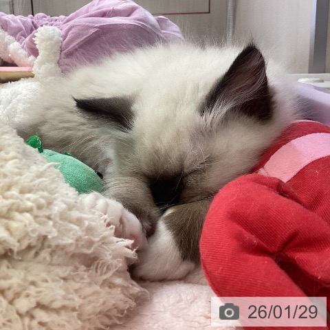 ラグドールの写真