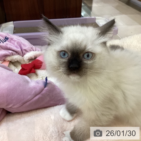 ラグドールの写真