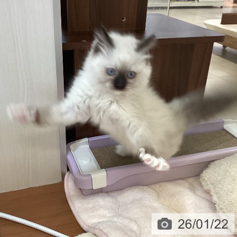 新潟県のラグドール (ペットプラス 新潟青山店/2025年11月12日生まれ/男の子/シールポイントミテッド)の子猫の4枚目の画像