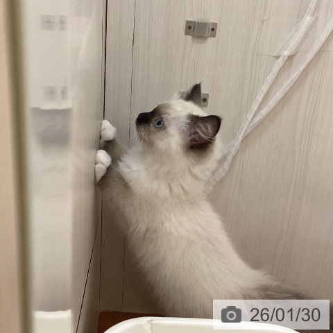 ラグドールの写真