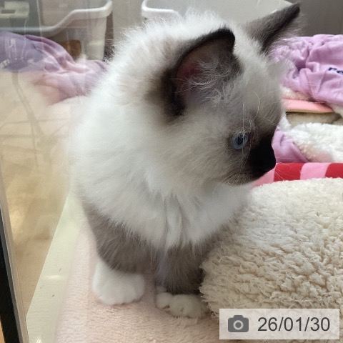 ラグドールの写真