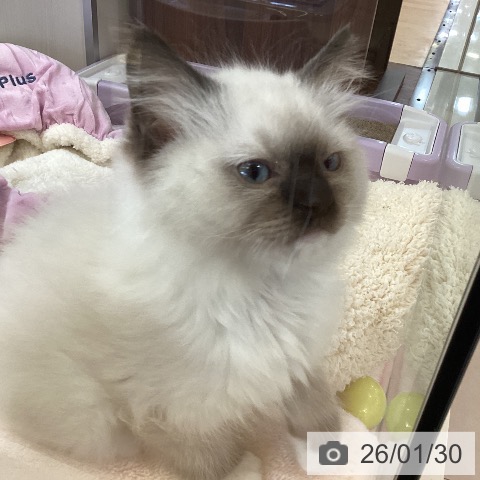 新潟県のラグドール (ペットプラス 新潟青山店/2025年11月12日生まれ/男の子/シールポイントミテッド)の子猫の4枚目の画像