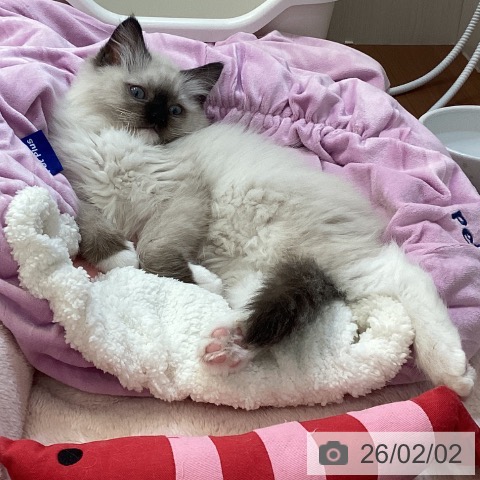 ラグドールの写真