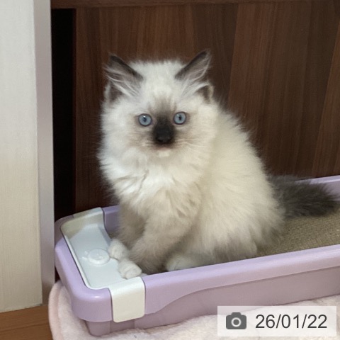 新潟県のラグドール (ペットプラス 新潟青山店/2025年11月12日生まれ/男の子/シールポイントミテッド)の子猫の3枚目の画像