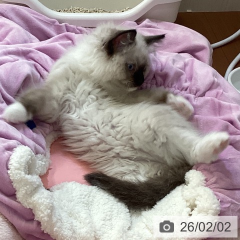 ラグドールの写真