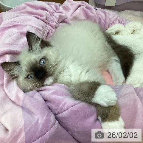 新潟県のラグドール (ペットプラス 新潟青山店/2025年11月12日生まれ/男の子/シールポイントミテッド)の子猫の4枚目の画像