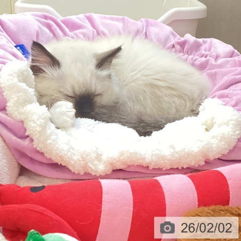 新潟県のラグドール (ペットプラス 新潟青山店/2025年11月12日生まれ/男の子/シールポイントミテッド)の子猫の3枚目の画像