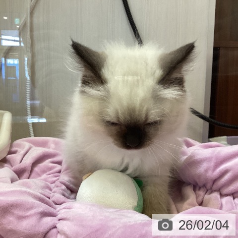 ラグドールの写真