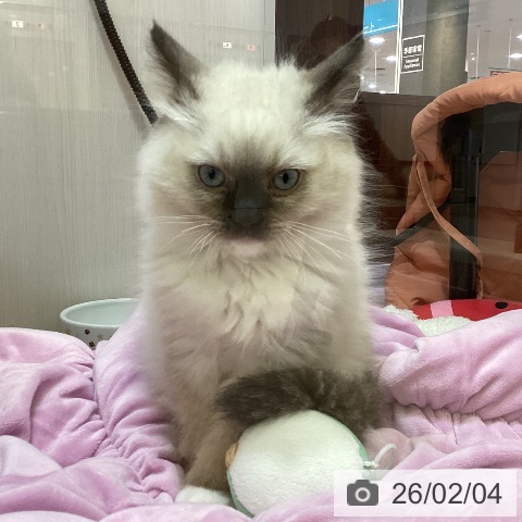 ラグドールの写真