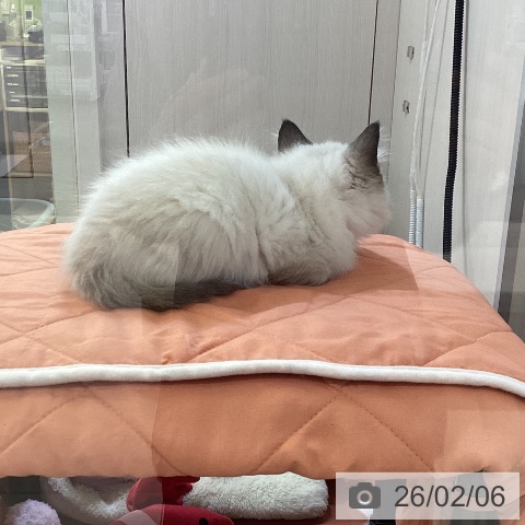 新潟県のラグドール (ペットプラス 新潟青山店/2025年11月12日生まれ/男の子/シールポイントミテッド)の子猫の4枚目の画像