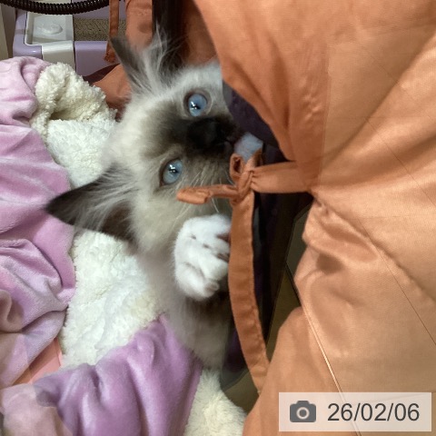 新潟県のラグドール (ペットプラス 新潟青山店/2025年11月12日生まれ/男の子/シールポイントミテッド)の子猫の3枚目の画像