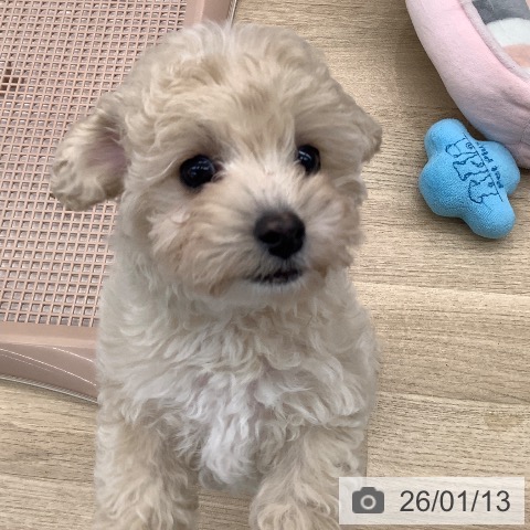 大阪府のトイプードル(トイ) (ペットプラス りんくう泉南店/2025年11月12日生まれ/女の子/クリーム)の子犬の3枚目の画像