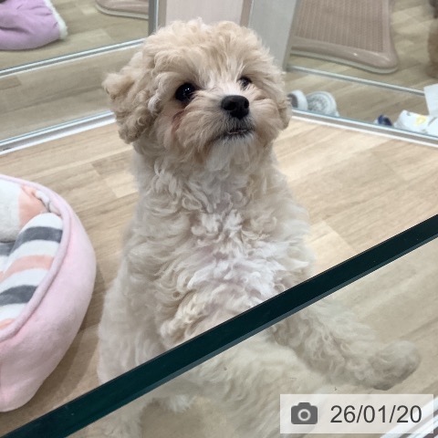 大阪府のトイプードル(トイ) (ペットプラス りんくう泉南店/2025年11月12日生まれ/女の子/クリーム)の子犬の3枚目の画像