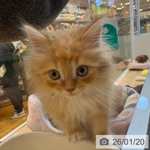 ラガマフィンの写真