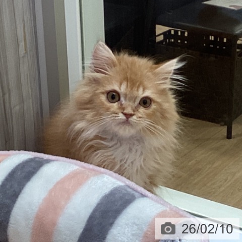 ラガマフィンの写真