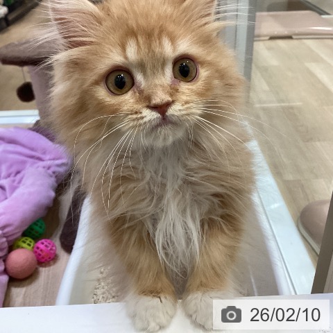 ラガマフィンの写真