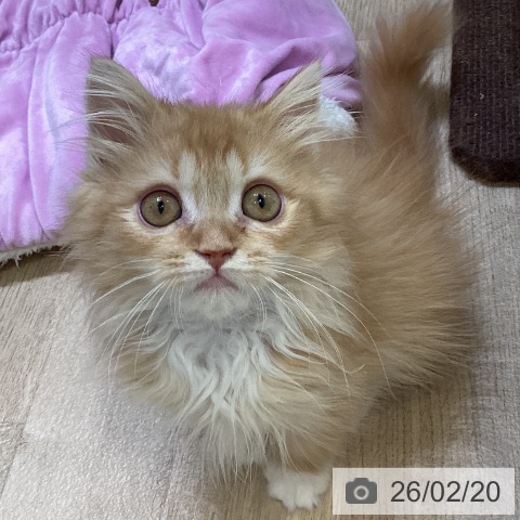 ラガマフィンの写真