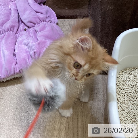 ラガマフィンの写真