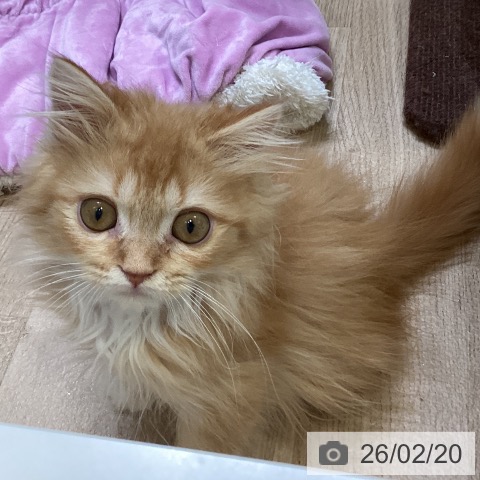 ラガマフィンの写真