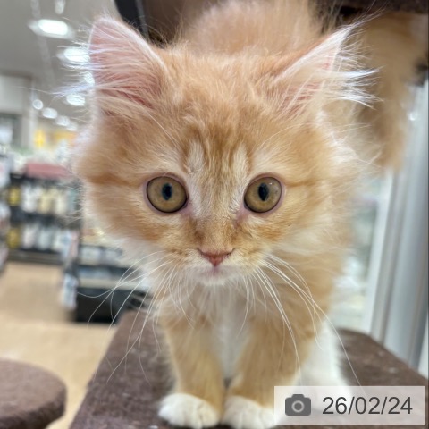 ラガマフィンの写真