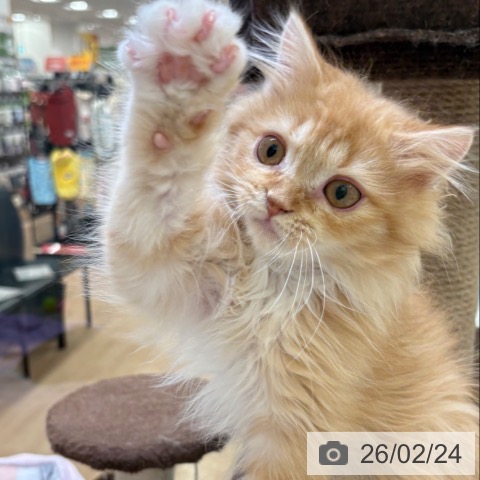 ラガマフィンの写真