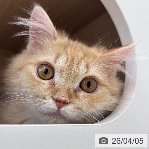 ラガマフィンの写真