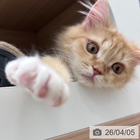 ラガマフィンの写真