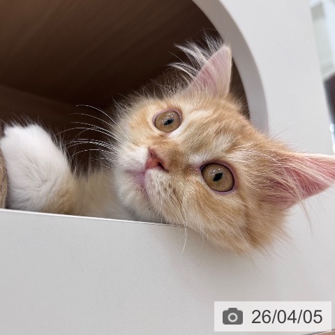 ラガマフィンの写真